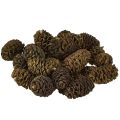 Floristik24 Koristeelliset käpyleet leppäkävyt luonnonväriset koristeluun 3-4 cm 200 g
