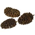 Koristeelliset käpyleet leppäkävyt luonnonväriset koristeluun 3-4 cm 200 g | Floristik24.fi