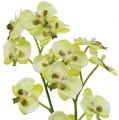 Floristik24 Mini orkidea vaaleanvihreä ja maapallo 30cm