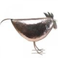 Floristik24 Deco Chicken Metal Deco Metal Bird Metallic Rosé 51×16×36cm