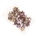 Floristik24 Deco Star Joulutähti Coconut Pink Metallic 5cm 50p