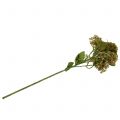 Floristik24 Koristeellinen oksa sedum kasvi vihreä 58cm