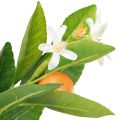 Koristeellinen appelsiinioksa ja kukat Keinooranssi oksa 78cm | Floristik24.fi