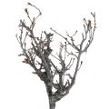 Floristik24 Deco-oksat bonsai-puiset deco-oksat 15-30cm 650g