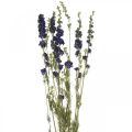 Floristik24 Kuivattu delphinium, kuiva kukkakauppa, delphinium blue L64cm 25g
