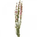 Floristik24 Kuivakukka delphinium, Delphinium pink, kuiva kukka L64cm 25g