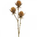 Floristik24 Thistle Branch Ruskea tekokasvi syksyn koristelu 38cm Keinotekoinen kasvi kuin aito!