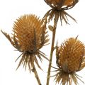 Floristik24 Thistle Branch Ruskea tekokasvi syksyn koristelu 38cm Keinotekoinen kasvi kuin aito!