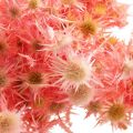 Floristik24 Kuivattu ohdake deco-oksa Pölyiset vaaleanpunaiset kuivatut kukat 100g