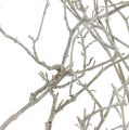 Floristik24 Dry Tree White pesty 500g