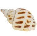 Floristik24 Real shells etanankuoret koristelu, Capiz helmiäinen kuori 400g