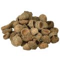 Floristik24 Tammenterhojen korkit, luonnonväriset koriste-tammenterhot askarteluun, 1,5 cm, 200 g