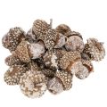 Floristik24 Tammenterhot, luonnontuote koristeeksi, kalkittu, 1-3 cm, 300 g