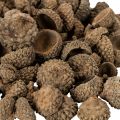 Luonnonväriset tammenterhojen hatut, koristeelliset kulhot syksyyn ja adventtiin, 2 cm, 300 g | Floristik24.fi