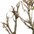 Floristik24 Koristeellinen tammi bonsai luonto
