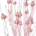 Floristik24 Mansikka ohdake kuiva ohdake koriste vaaleanpunainen 58cm 65g
