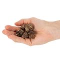 Leppäkävyt, luonnontuote koristeluun ja askarteluun, kultaa, 3 cm, 300 g | Floristik24.fi