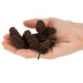 Luonnonvärisiä leppäkävyjä, irtonaisia, koristeeksi, 3 cm, 300 g, luonnonruskea. | Floristik24.fi