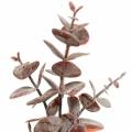 Floristik24 Eukalyptus keinotekoinen Burgundy 32cm Keinotekoinen kasvi kuin todellinen!