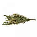 Floristik24 Eukalyptuksen säilötyt oksat, vihreät soikeat lehdet 150g
