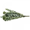 Floristik24 Eukalyptuksen säilötyt oksat, lehdet pyöreät vihreät 150g