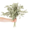 Keinotekoinen eukalyptusoksa, koristeellinen oksa maljakoihin ja kimppuihin, 49 cm, 4 kpl | Floristik24.fi