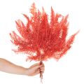 Saniaiset, kuivatut, säilötyt kukat, syyskoristeet, 60 cm, 10 kpl | Floristik24.fi