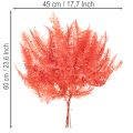 Saniaiset, kuivatut, säilötyt kukat, syyskoristeet, 60 cm, 10 kpl | Floristik24.fi