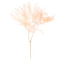 Floristik24 Kuivattuja saniaisia, saniaisten koriste maljakoihin, 60 cm, 10 kpl
