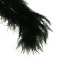 Floristik24 Feathers Black Aidot lintujen höyhenet askarteluun Kevätkoristeita 20g