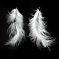 Floristik24 Feathers White Aidot lintujen höyhenet pääsiäiskoristeiden koristeluun 20g