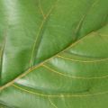 Keinotekoinen Ficus lyrata 120 cm koriste olohuoneeseen | Floristik24.fi