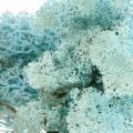 Koristesammaleen vaaleansininen akvamariini poro sammal käsityösammal 400g
