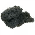 Deco moss musta säilötty poro sammalta käsitöitä varten 400g