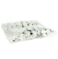 Foam Rose Ø 3,5cm valkoinen 48 kpl | Floristik24.fi