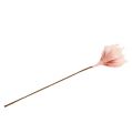 Floristik24 Vaahtokukka magnolia vaaleanpunainen Ø15cm L65cm