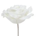 Floristik24 Vaahto ruusunvalkoinen Ø10cm lumisateita 6kpl