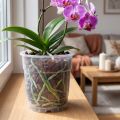 Läpinäkyvä orkidearuukku Ø15cm 10 kpl | Floristik24.fi