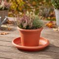 Lasinnaula "Linda" Ø30cm terrakotta | Floristik24.fi