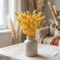 Lagurus Keltainen, Samettiheinä, Jäniksenhäntäheinä L20-50cm 25g | Floristik24.fi