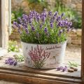 Planter laventeli muovinen kukkakulho pyöreä Ø21cm K11cm | Floristik24.fi