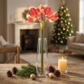 Keinotekoinen amaryllis vaaleanpunainen ja kermainen – suuri varsikukka 76 cm | Floristik24.fi