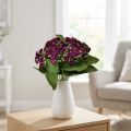 Flaming Käthchen Kalanchoe tekovioletti 24cm | Floristik24.fi