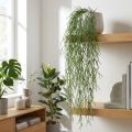 Koristelangat, korallikaktus, keinotekoinen Rhipsalis-ripustin Vihreä L120cm | Floristik24.fi