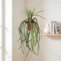 Rhipsalis tekokorallikaktuksen ripustuskori H87cm | Floristik24.fi