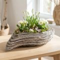 Kasvivene kasvi wave rottinki luonnonvalkoinen 45x16cm | Floristik24.fi