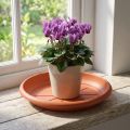 "Linda" lautanen Ø18cm terrakotta | Floristik24.fi