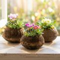 Paradise Nut Plant Pot Natural Sapucaia Ø14cm K10cm 3 kpl | Floristik24.fi