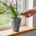 Orkidearukku kiiltävä Ø12,5cm harmaa 1 kpl | Floristik24.fi