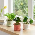 Keinotekoiset viherkasvit minikasvit ruukussa 15cm 3kpl | Floristik24.fi